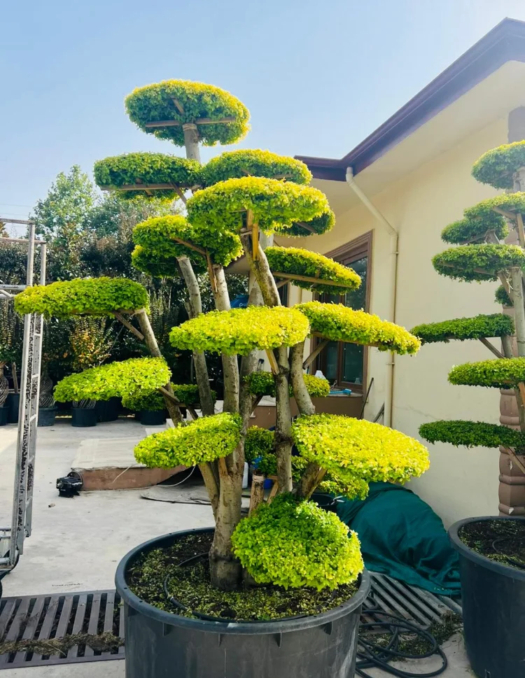 Oset Peyzaj Üretim Sahası — 3