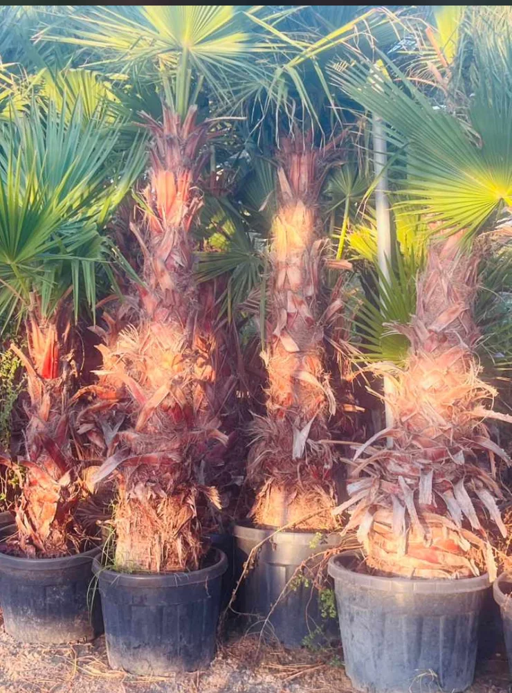 Washingtonia palmiye